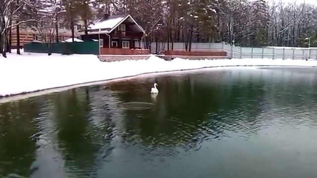 Белый лебедь на пруду) смотреть онлайн