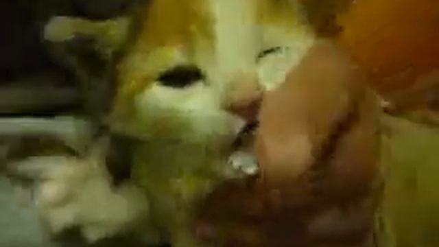 Котенок смотреть онлайн