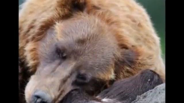 Приколы с Животными! СМЕШНЫЕ МЕДВЕДИ ~Chris Norman&Suzi Quatro~Смешные Звери! смотреть онлайн