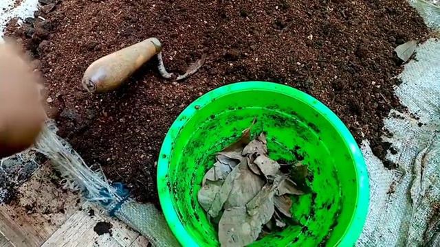 Potting Mix Preparation for Green Turtle Vine and Purple Turtle Vine/Turtle Vine Care Tips😊😊 смотреть онлайн