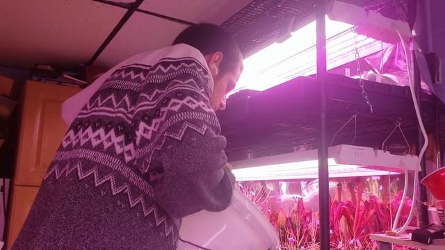 How To Grow And Propagate Pinguicula Gigantea (Carnivorous Plant Grow Guide)