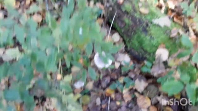 Осенние грибы 2021. Рядовка фиолетовая, рядовка(говорушка) дымчатая.