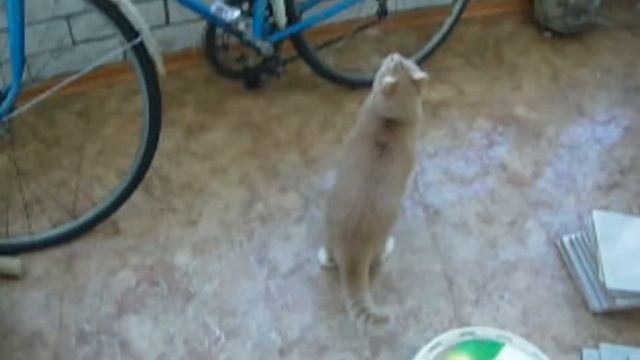 Чистка от снега крыши под руководством кота Фиши. СЕРИЯ №2. Roof repair under cat Fisha control смотреть онлайн