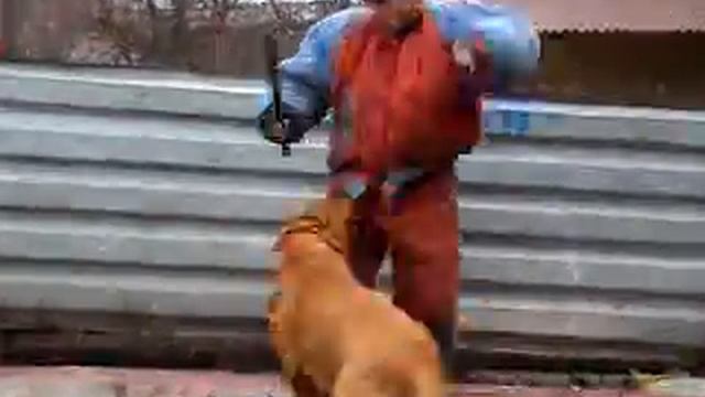 Питомник бордоских догов «Perle de France» http://perl.petsinform.com/ смотреть онлайн