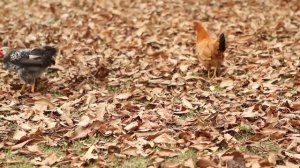 Квашенная капуста Азербайджанская Кухня Деревенская Кухня  Рецепты