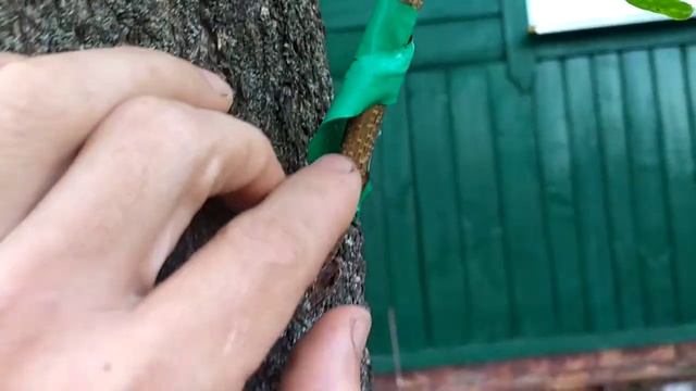 Прививка на взрослое дерево.