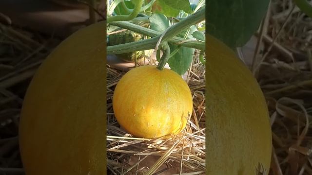 Дыня колхозница. смотреть онлайн