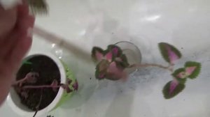 КОЛЕУС КОМНАТНЫЙ ЦВЕТОК ПЕРЕСАДКА И УХОД ЗА НИМ,болезни цветка колеус