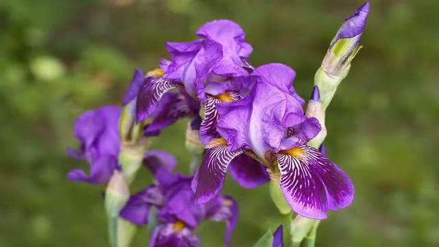 Beautiful Iris flowers HD1080p 1 смотреть онлайн