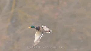 BIRDS IN FLIGHT