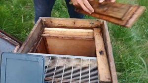 Как сделать отводоки на одну рамку. Месяц как матки начали сеять