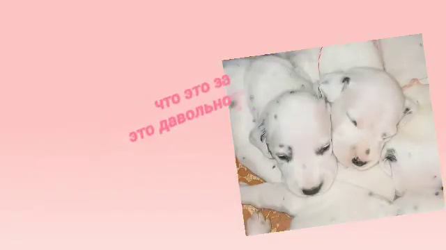 Попробуй угадай породу собаки за 5 секунд. Посмотрим на сколько хорошо ты знаешь породы 🐕 смотреть онлайн