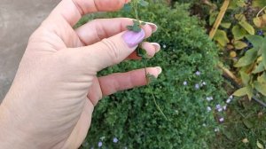 Как сохранить бакопу зимой до следующего сезона Черенкование бакопы