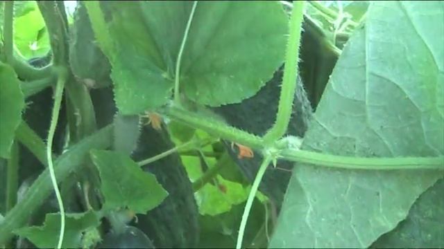 Что выдает "Кибрия" ф1 после 2-х месяцев плодоношения// Секреты хороших урожаев. смотреть онлайн