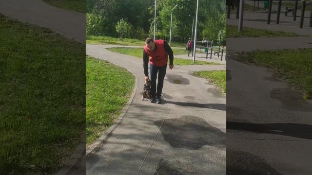 Движение рядом Французский бульдог. смотреть онлайн