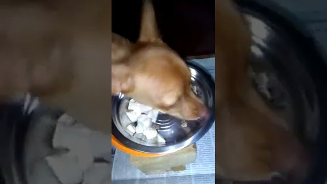 питание для собак, бычьи яички, рубец .. смотреть онлайн