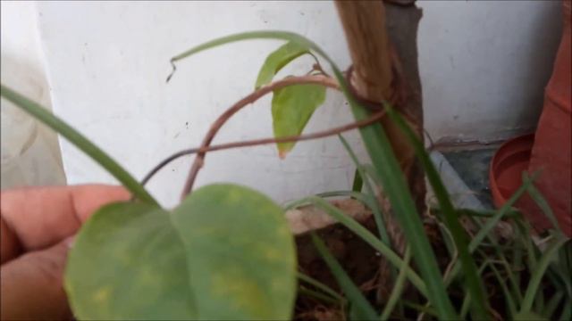 Bonsai - Bougainvillea Wiring 2 смотреть онлайн