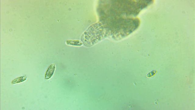 Pilot Test Video: Feeding Amoeba