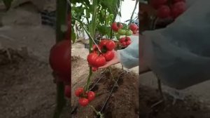 Самый вкусный помидор! Томат Танюша F1