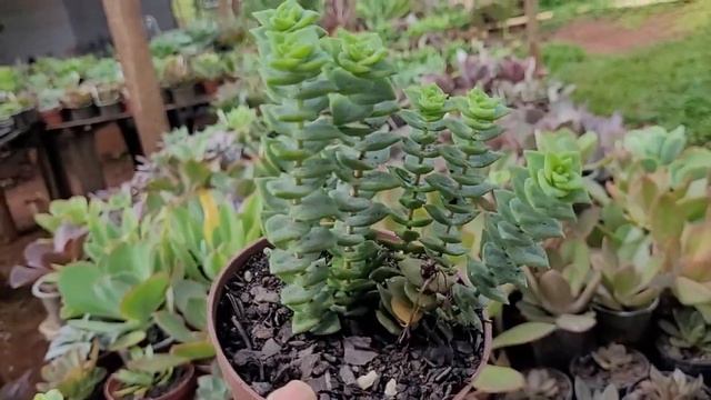 SUCULENTAS A VENDA COM MELHORES PREÇOS .Catálogo da Semana смотреть онлайн