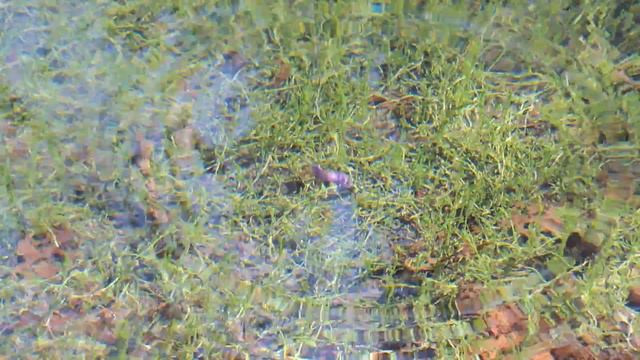 Щось Не Так. Силікон Fanatik Bandit. Гра Приманки Під Водою смотреть онлайн