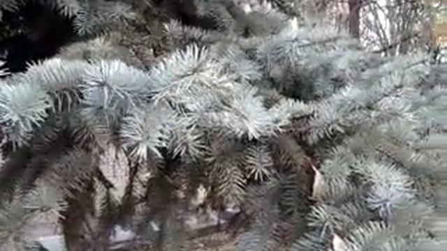 Ель голубая смотреть онлайн
