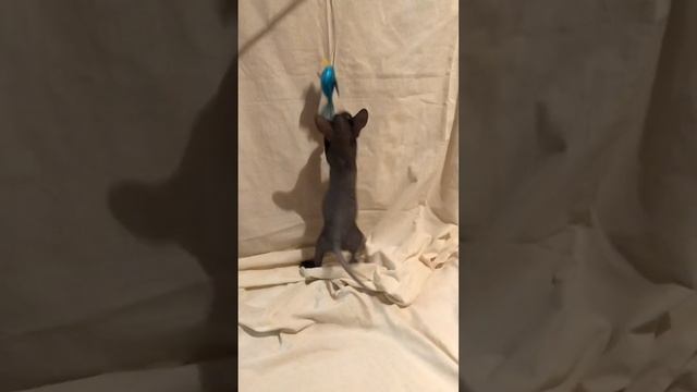 Петерболд / петербургский сфинкс, чёрный сфинкс, питомник Граффити Сфинкс, graffiti-sphynx@yandex.r смотреть онлайн