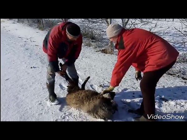 Забой романовского барана