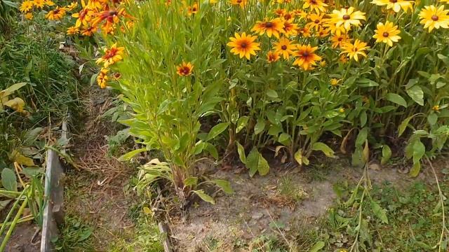 Рудбекии: выращивание и уход за цветами в саду. Посадка, разные виды и сорта смотреть онлайн