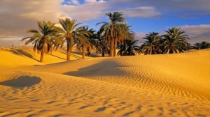 Душистый план (песня)