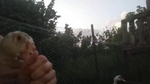 Индоутка или мулард//Как отличить шептунов от других уток.