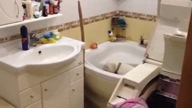 Лабрадор плавает в ванной! смотреть онлайн