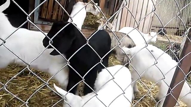 Как кормлю козлят (по просьбам - отвечаю) смотреть онлайн
