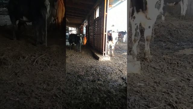 #Соль #Лизунец для Животных смотреть онлайн