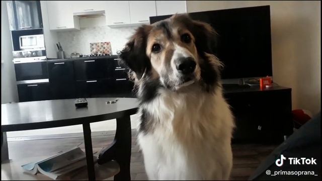 разговор с Чайной. Начало в тиктоке.