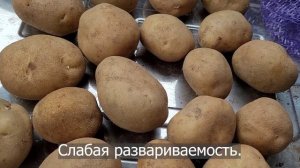 Среднеранний сорт картофеля Удача. Potato seeds Udacha.