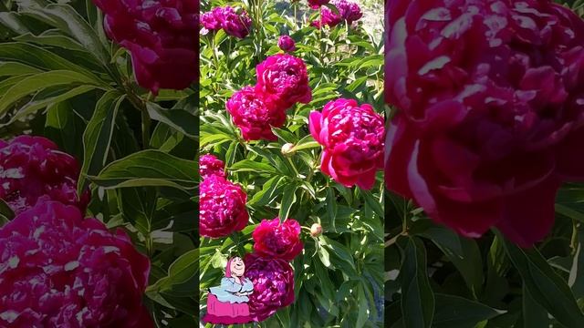 Эх, хороши в моём саду цветочки...