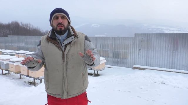 Племенной материал тест на зимостойкость ;))) 17.01.2021 смотреть онлайн