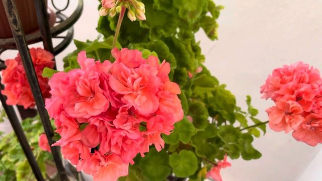 Помогите пеларгониям в жару смотреть онлайн