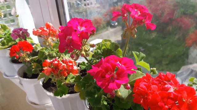 Просто поделюсь осенним цветением🏵🌸🌹❤ смотреть онлайн