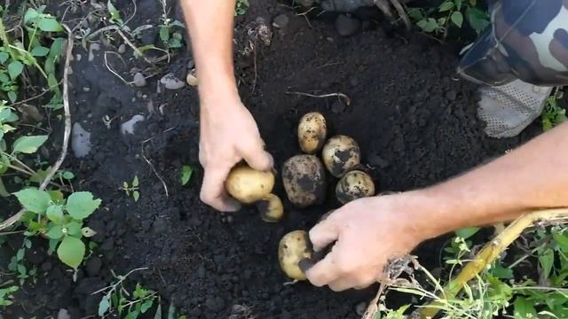 Подкоп среднеспелого сорта Саванна Ивано-Франковская обл. смотреть онлайн