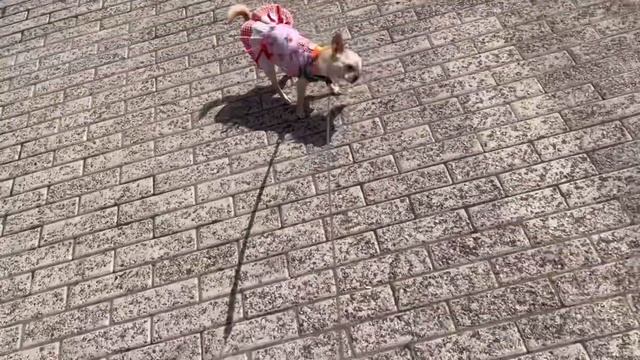 Вот так выглядит по-настоящему добрый день!Чихуахуа Мия на прогулке 23.06.2023 года смотреть онлайн