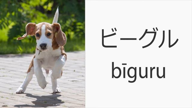 How to say "Beagle" (the dog breed) in Japanese смотреть онлайн