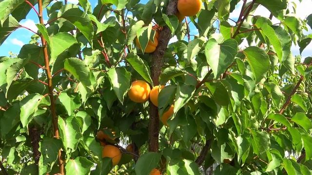 Самый поздний абрикос ФАРКЛО с отличным вкусом смотреть онлайн