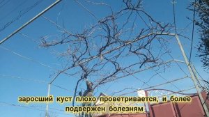 Обрезка винограда НА АРКЕ СТАРОГО или как обрезать виноград АРОЧНЫЙ ЗАПУЩЕННЫЙ.