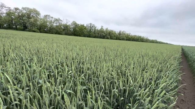 Озимая пшеница Еланчик. Питомник размножения. 22.05.2023 смотреть онлайн