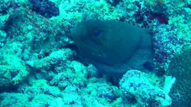 Мальдивы смотреть онлайн