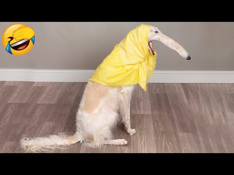 Best Funny Animal Videos Of The 2023 ? - Funniest Cats And Dogs Videos ??