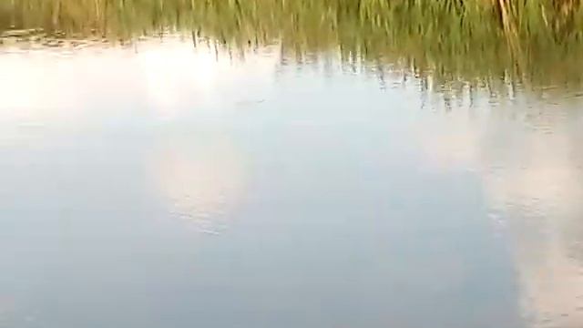 Ловля живца для щуки!!! смотреть онлайн