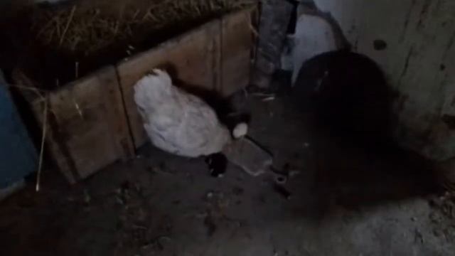 вывод 2020 года пород цыплят белого кохинхина, светлой брамы и кросс доминант. Часть 8 смотреть онлайн